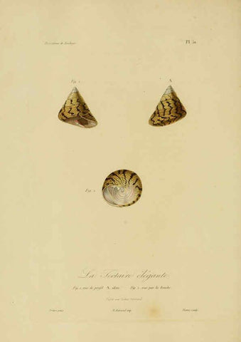 Reproducción/Reproduction 6055941419: Illustrations de zoologie Paris,A. Bertrand[1832-35?] 
