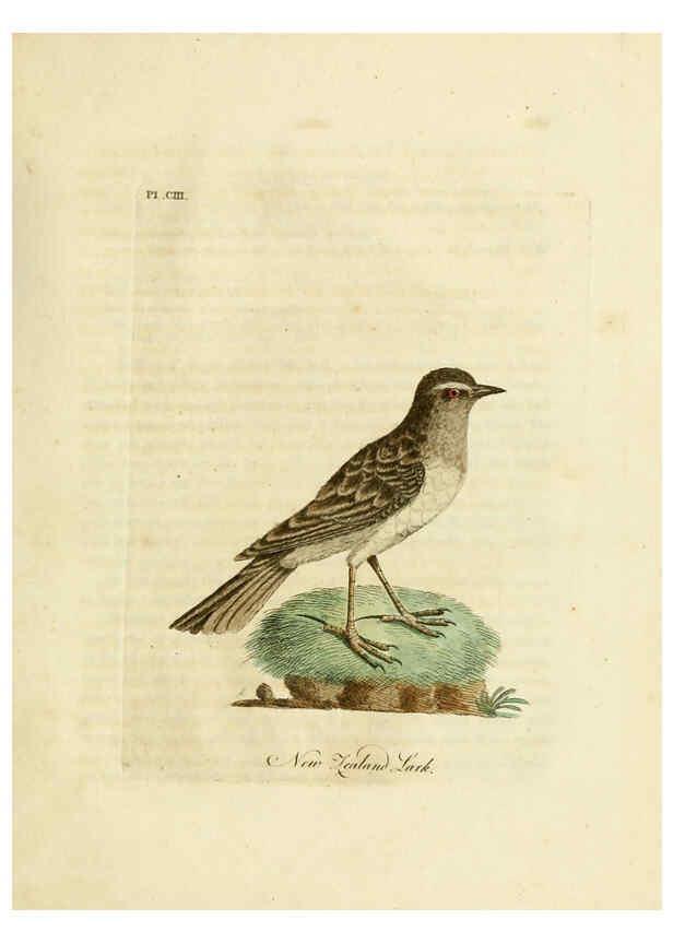Reproducción/Reproduction 6056092833: A general history of birds. v.6 Winchester [Eng.]Printed by Jacob and Johnson, for the author;1821-28