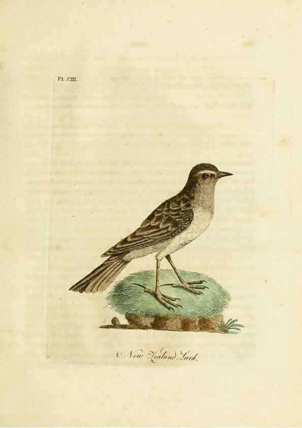 Reproducción/Reproduction 6056092833: A general history of birds. v.6 Winchester [Eng.]Printed by Jacob and Johnson, for the author;1821-28