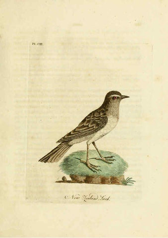 Reproducción/Reproduction 6056092833: A general history of birds. v.6 Winchester [Eng.]Printed by Jacob and Johnson, for the author;1821-28