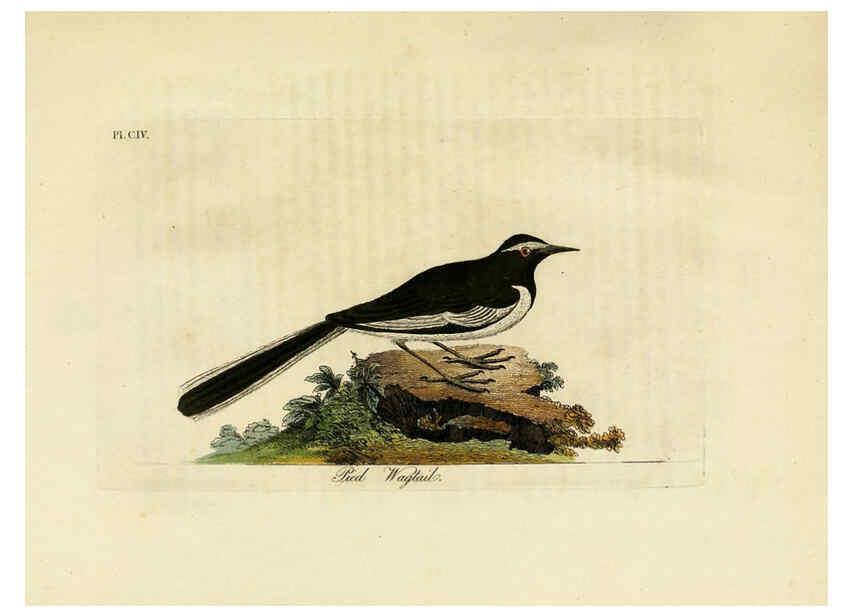 Reproducción/Reproduction 6056093123: A general history of birds. v.6 Winchester [Eng.]Printed by Jacob and Johnson, for the author;1821-28