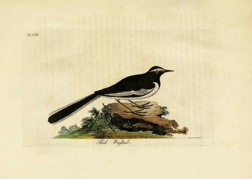 Reproducción/Reproduction 6056093123: A general history of birds. v.6 Winchester [Eng.]Printed by Jacob and Johnson, for the author;1821-28