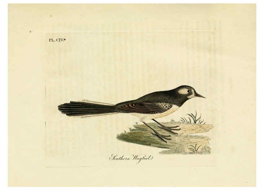 Reproducción/Reproduction 6056093551: A general history of birds. v.6 Winchester [Eng.]Printed by Jacob and Johnson, for the author;1821-28