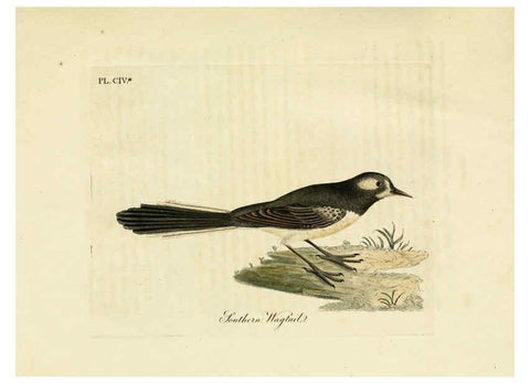 Reproducción/Reproduction 6056093551: A general history of birds. v.6 Winchester [Eng.]Printed by Jacob and Johnson, for the author;1821-28