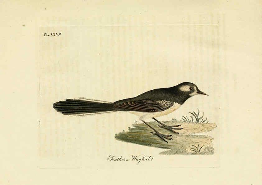 Reproducción/Reproduction 6056093551: A general history of birds. v.6 Winchester [Eng.]Printed by Jacob and Johnson, for the author;1821-28