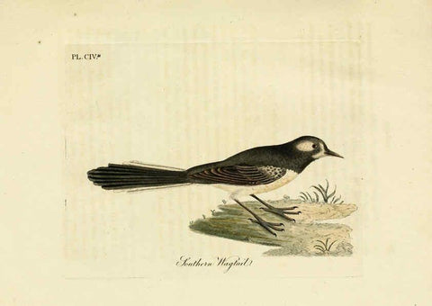 Reproducción/Reproduction 6056093551: A general history of birds. v.6 Winchester [Eng.]Printed by Jacob and Johnson, for the author;1821-28