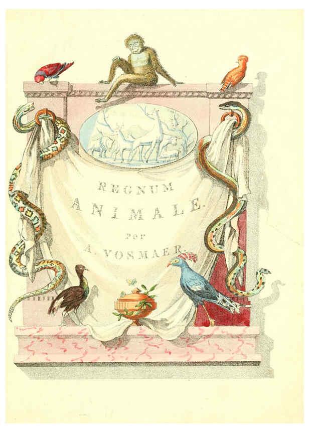 Reproducción/Reproduction 6056159167: Natuurkundige beschryving eener uitmuntende verzameling van zeldsaame gedierten Te Amsterdam :By J.B. Elwe,1804
