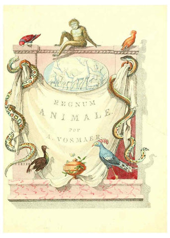 Reproducción/Reproduction 6056159167: Natuurkundige beschryving eener uitmuntende verzameling van zeldsaame gedierten Te Amsterdam :By J.B. Elwe,1804