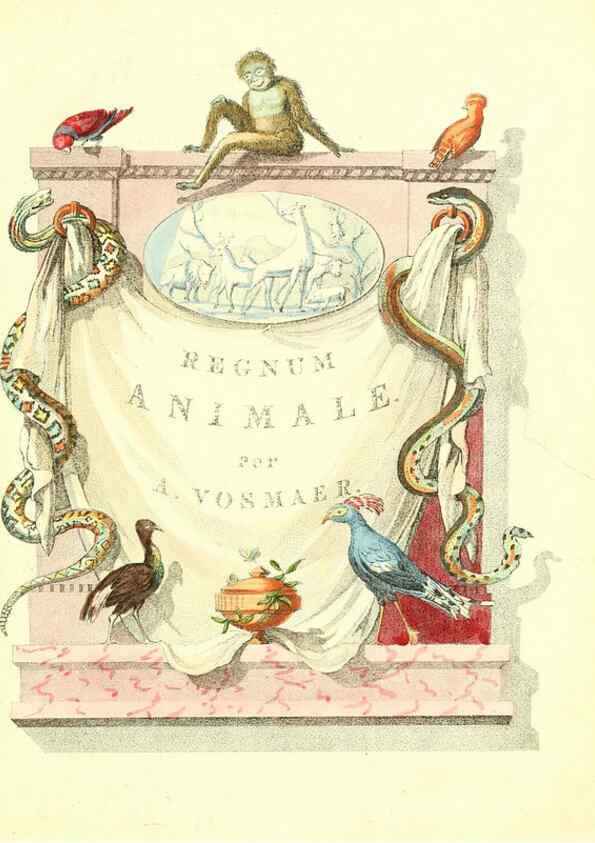 Reproducción/Reproduction 6056159167: Natuurkundige beschryving eener uitmuntende verzameling van zeldsaame gedierten Te Amsterdam :By J.B. Elwe,1804