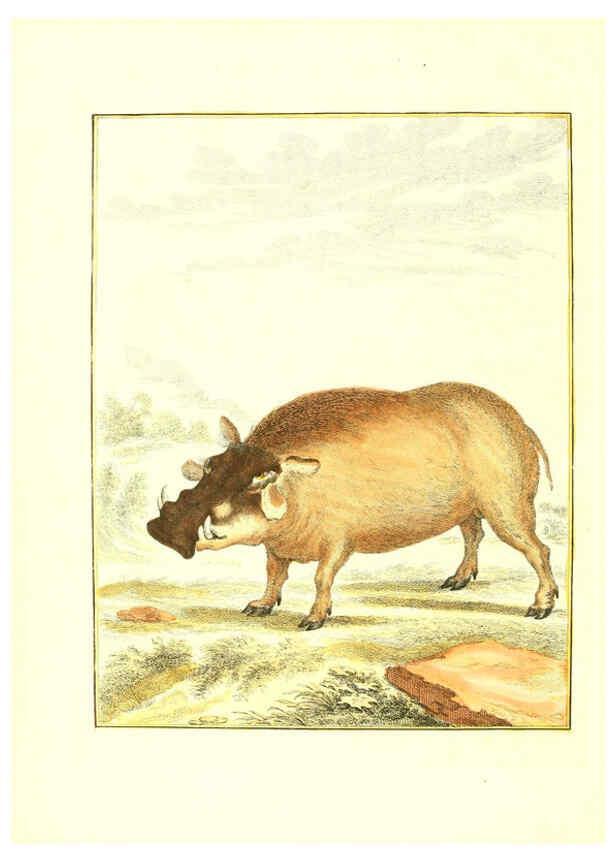 Reproducción/Reproduction 6056159711: Natuurkundige beschryving eener uitmuntende verzameling van zeldsaame gedierten Te Amsterdam :By J.B. Elwe,1804