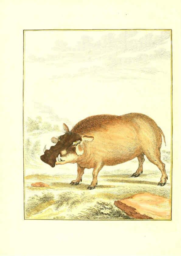 Reproducción/Reproduction 6056159711: Natuurkundige beschryving eener uitmuntende verzameling van zeldsaame gedierten Te Amsterdam :By J.B. Elwe,1804