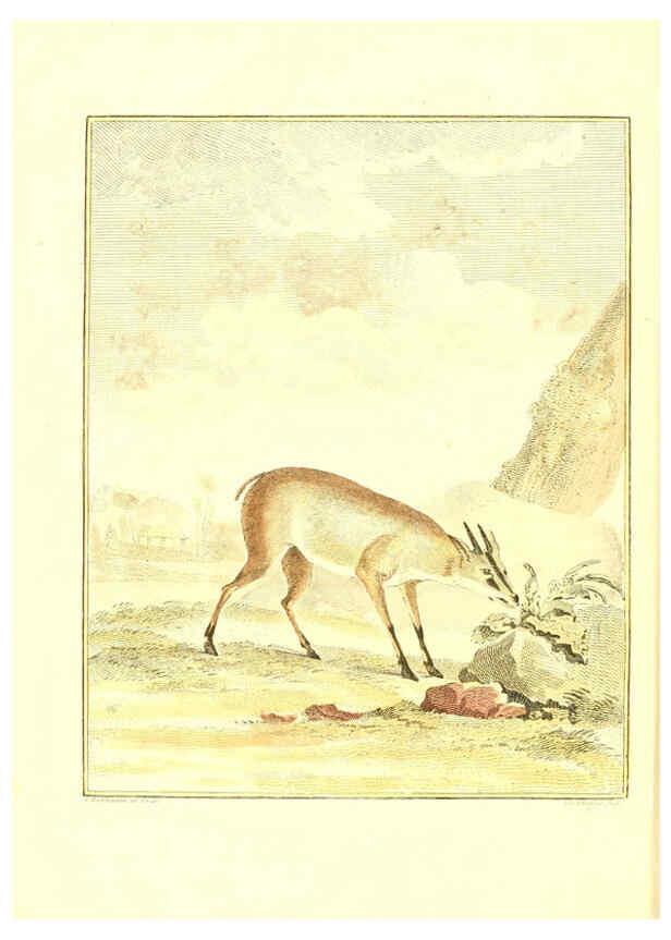 Reproducción/Reproduction 6056160011: Natuurkundige beschryving eener uitmuntende verzameling van zeldsaame gedierten Te Amsterdam :By J.B. Elwe,1804