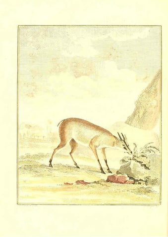 Reproducción/Reproduction 6056160011: Natuurkundige beschryving eener uitmuntende verzameling van zeldsaame gedierten Te Amsterdam :By J.B. Elwe,1804