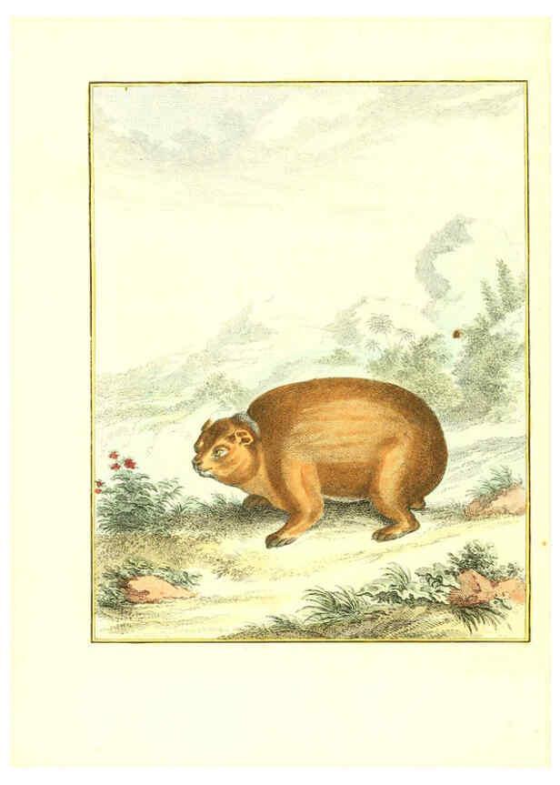 Reproducción/Reproduction 6056708586: Natuurkundige beschryving eener uitmuntende verzameling van zeldsaame gedierten Te Amsterdam :By J.B. Elwe,1804