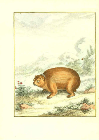 Reproducción/Reproduction 6056708586: Natuurkundige beschryving eener uitmuntende verzameling van zeldsaame gedierten Te Amsterdam :By J.B. Elwe,1804