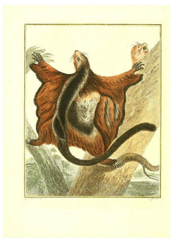 Reproducción/Reproduction 6056708800: Natuurkundige beschryving eener uitmuntende verzameling van zeldsaame gedierten Te Amsterdam :By J.B. Elwe,1804