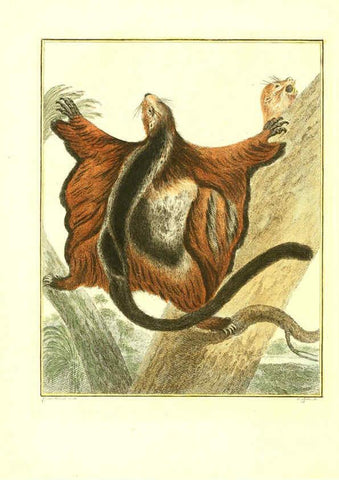 Reproducción/Reproduction 6056708800: Natuurkundige beschryving eener uitmuntende verzameling van zeldsaame gedierten Te Amsterdam :By J.B. Elwe,1804