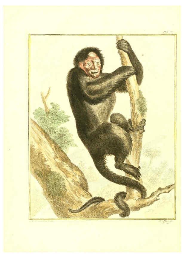 Reproducción/Reproduction 6056160943: Natuurkundige beschryving eener uitmuntende verzameling van zeldsaame gedierten Te Amsterdam :By J.B. Elwe,1804