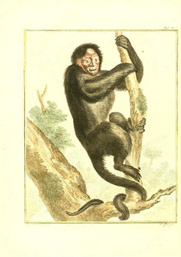 Reproducción/Reproduction 6056160943: Natuurkundige beschryving eener uitmuntende verzameling van zeldsaame gedierten Te Amsterdam :By J.B. Elwe,1804