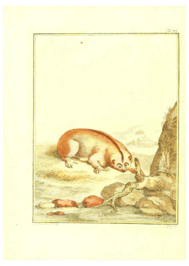 Reproducción/Reproduction 6056161255: Natuurkundige beschryving eener uitmuntende verzameling van zeldsaame gedierten Te Amsterdam :By J.B. Elwe,1804
