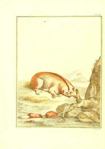 Reproducción/Reproduction 6056161255: Natuurkundige beschryving eener uitmuntende verzameling van zeldsaame gedierten Te Amsterdam :By J.B. Elwe,1804