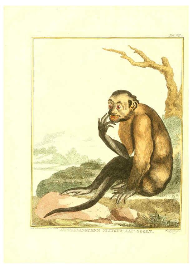 Reproducción/Reproduction 6056161715: Natuurkundige beschryving eener uitmuntende verzameling van zeldsaame gedierten Te Amsterdam :By J.B. Elwe,1804