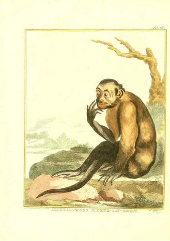 Reproducción/Reproduction 6056161715: Natuurkundige beschryving eener uitmuntende verzameling van zeldsaame gedierten Te Amsterdam :By J.B. Elwe,1804