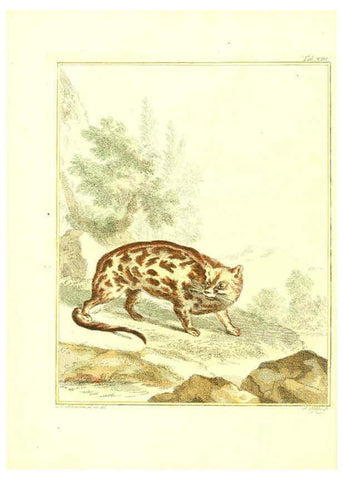 Reproducción/Reproduction 6056710242: Natuurkundige beschryving eener uitmuntende verzameling van zeldsaame gedierten Te Amsterdam :By J.B. Elwe,1804