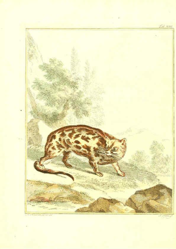 Reproducción/Reproduction 6056710242: Natuurkundige beschryving eener uitmuntende verzameling van zeldsaame gedierten Te Amsterdam :By J.B. Elwe,1804