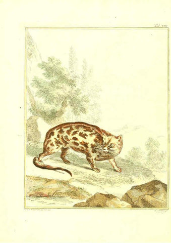 Reproducción/Reproduction 6056710242: Natuurkundige beschryving eener uitmuntende verzameling van zeldsaame gedierten Te Amsterdam :By J.B. Elwe,1804