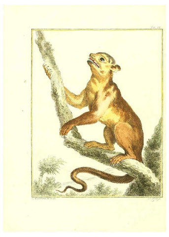 Reproducción/Reproduction 6056162561: Natuurkundige beschryving eener uitmuntende verzameling van zeldsaame gedierten Te Amsterdam :By J.B. Elwe,1804