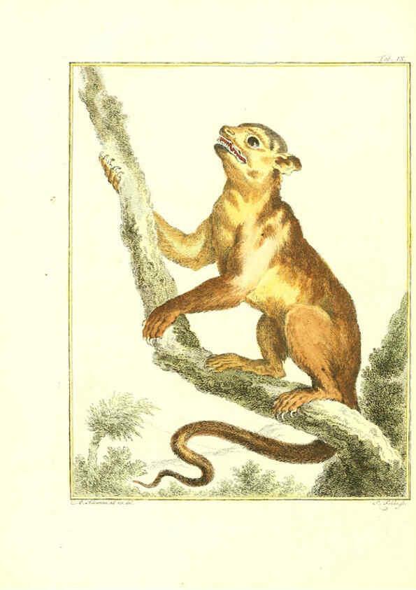 Reproducción/Reproduction 6056162561: Natuurkundige beschryving eener uitmuntende verzameling van zeldsaame gedierten Te Amsterdam :By J.B. Elwe,1804