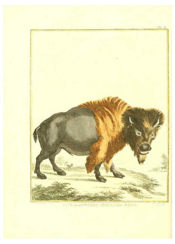 Reproducción/Reproduction 6056711032: Natuurkundige beschryving eener uitmuntende verzameling van zeldsaame gedierten Te Amsterdam :By J.B. Elwe,1804