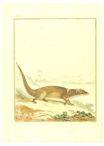Reproducción/Reproduction 6056163401: Natuurkundige beschryving eener uitmuntende verzameling van zeldsaame gedierten Te Amsterdam :By J.B. Elwe,1804