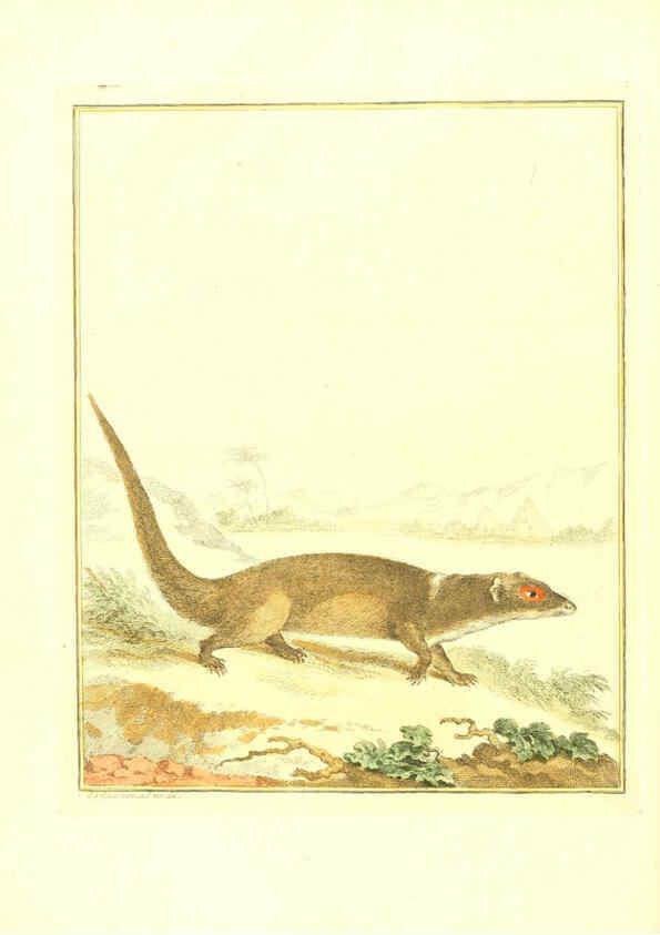Reproducción/Reproduction 6056163401: Natuurkundige beschryving eener uitmuntende verzameling van zeldsaame gedierten Te Amsterdam :By J.B. Elwe,1804