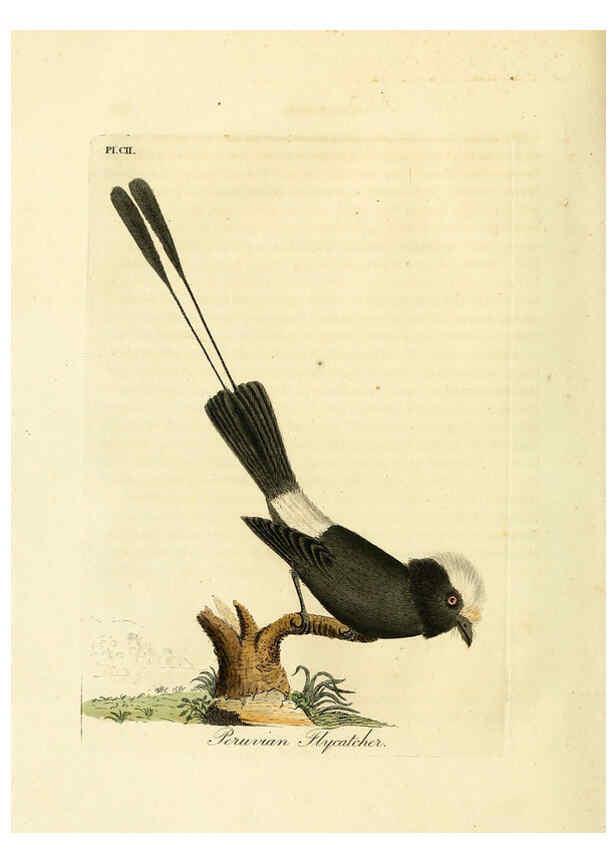 Reproducción/Reproduction 6056092475: A general history of birds. v.6 Winchester [Eng.]Printed by Jacob and Johnson, for the author;1821-28