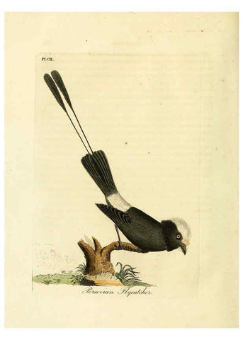 Reproducción/Reproduction 6056092475: A general history of birds. v.6 Winchester [Eng.]Printed by Jacob and Johnson, for the author;1821-28