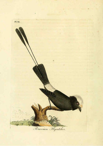 Reproducción/Reproduction 6056092475: A general history of birds. v.6 Winchester [Eng.]Printed by Jacob and Johnson, for the author;1821-28