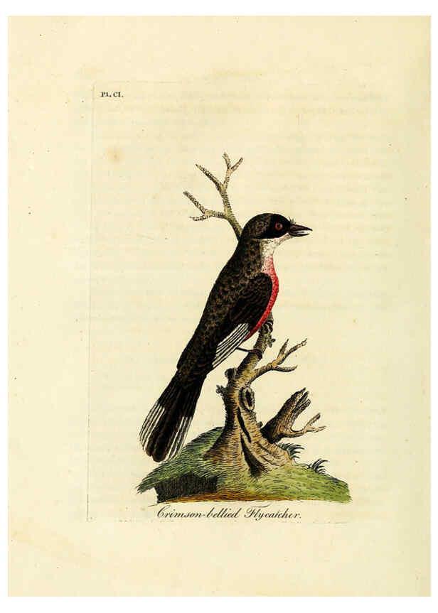 Reproducción/Reproduction 6056091935: A general history of birds. v.6 Winchester [Eng.]Printed by Jacob and Johnson, for the author;1821-28