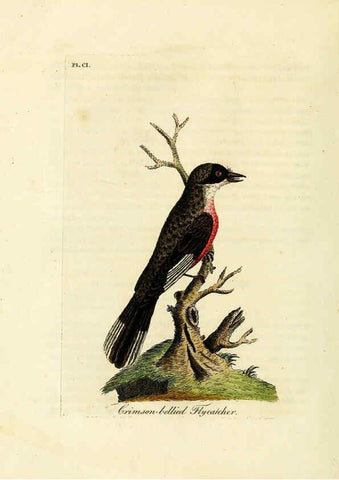 Reproducción/Reproduction 6056091935: A general history of birds. v.6 Winchester [Eng.]Printed by Jacob and Johnson, for the author;1821-28