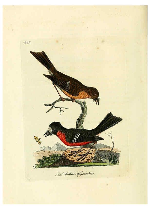 Reproducción/Reproduction 6056639152: A general history of birds. v.6 Winchester [Eng.]Printed by Jacob and Johnson, for the author;1821-28