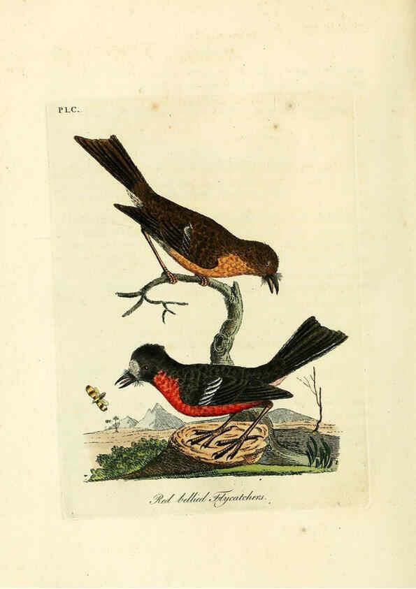Reproducción/Reproduction 6056639152: A general history of birds. v.6 Winchester [Eng.]Printed by Jacob and Johnson, for the author;1821-28
