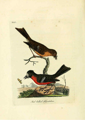 Reproducción/Reproduction 6056639152: A general history of birds. v.6 Winchester [Eng.]Printed by Jacob and Johnson, for the author;1821-28