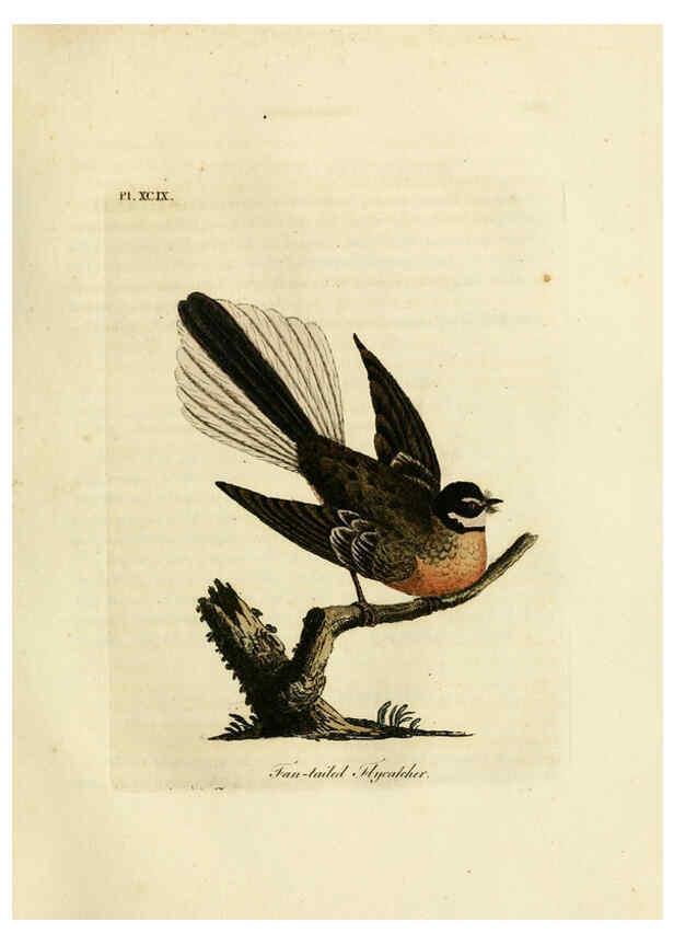 Reproducción/Reproduction 6056638768: A general history of birds. v.6 Winchester [Eng.]Printed by Jacob and Johnson, for the author;1821-28