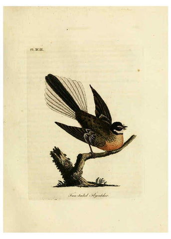 Reproducción/Reproduction 6056638768: A general history of birds. v.6 Winchester [Eng.]Printed by Jacob and Johnson, for the author;1821-28