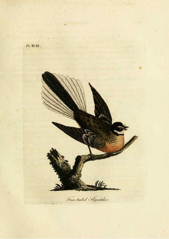 Reproducción/Reproduction 6056638768: A general history of birds. v.6 Winchester [Eng.]Printed by Jacob and Johnson, for the author;1821-28