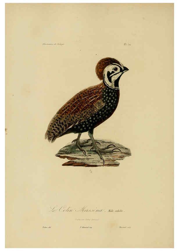 Reproducción/Reproduction 6055941741: Illustrations de zoologie Paris,A. Bertrand[1832-35?] 