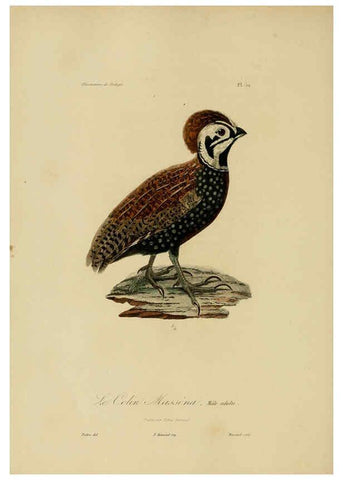 Reproducción/Reproduction 6055941741: Illustrations de zoologie Paris,A. Bertrand[1832-35?] 