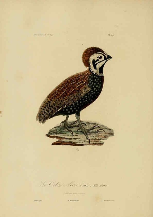 Reproducción/Reproduction 6055941741: Illustrations de zoologie Paris,A. Bertrand[1832-35?] 