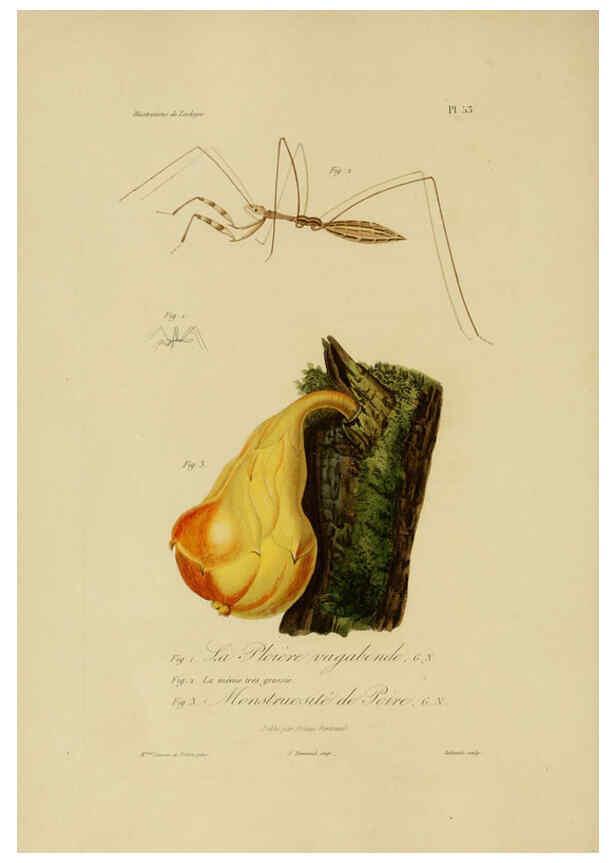 Reproducción/Reproduction 6056488612: Illustrations de zoologie Paris,A. Bertrand[1832-35?] 